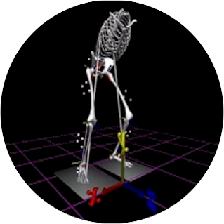 A rendered skeleton with ground reaction force vectors