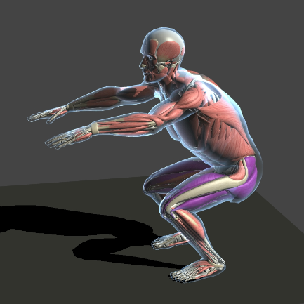 A subject rendered as a musculoskeletal model, doing squats